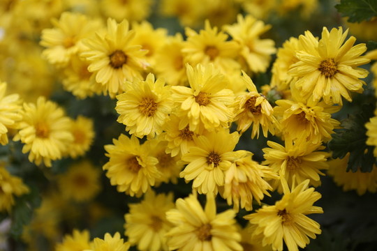 菊花