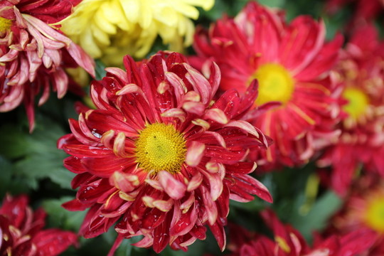 菊花