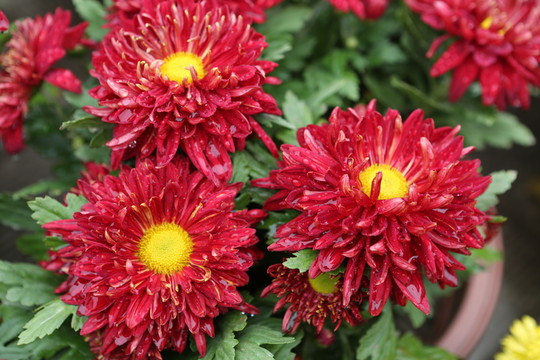 菊花