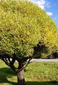 小Willow Tree
