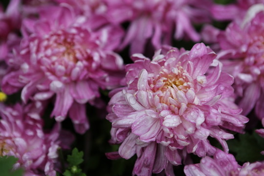 菊花