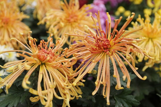 菊花
