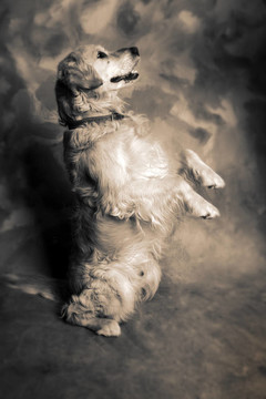犬金毛