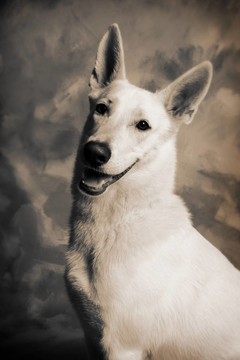 狗白色德國(guó)牧羊犬