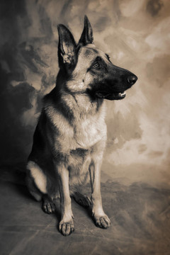 狗德國(guó)牧羊犬