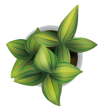 植物