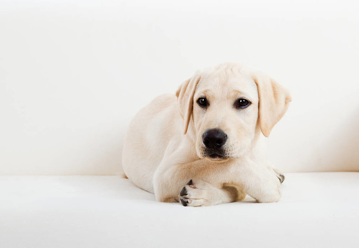 可愛的拉布拉多犬
