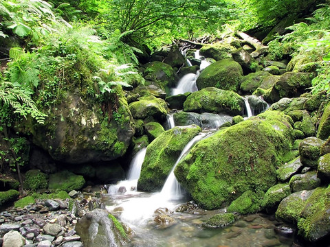 森林溪流