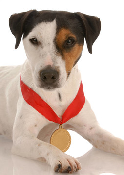 jack russel梗與獲獎(jiǎng)的獎(jiǎng)牌在脖子上