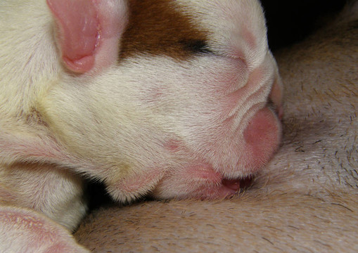 英國斗牛犬幼犬護(hù)理兩天大