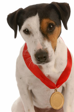 jack russel梗與獲獎的獎牌在脖子上