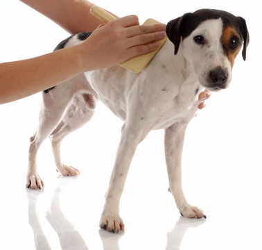 狗美容- jack russel梗被刷