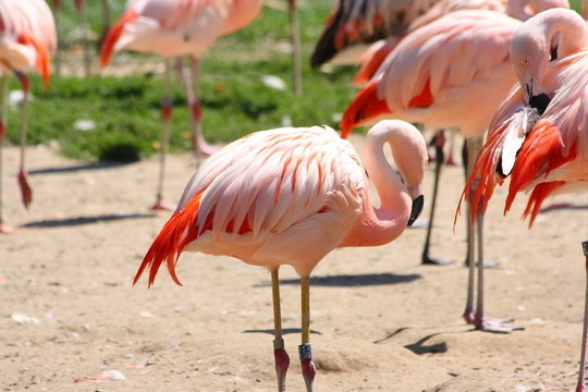 粉紅色的火烈鳥