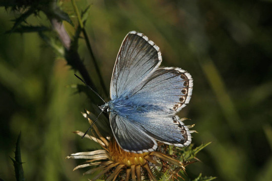 白堊山藍；Polyommatus coridon；Lysandra coridon；silbergr