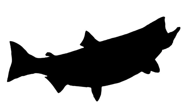 國(guó)王鮭魚(yú)的剪影