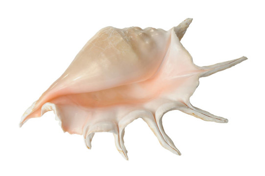貝殼