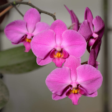 蘭花
