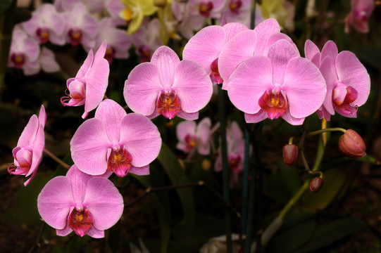 蘭花