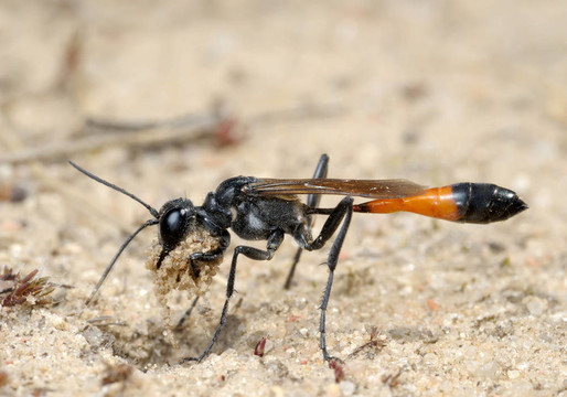 黃蜂Ammophila sabulosa