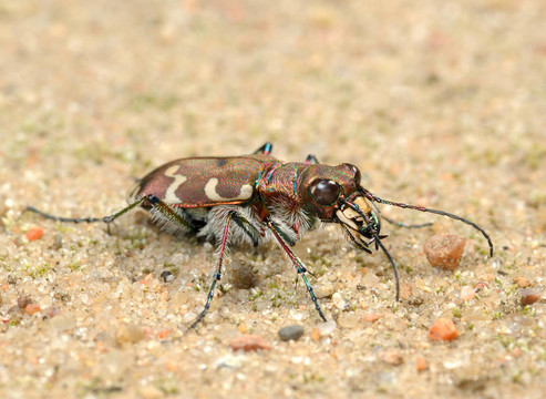 tigerbeetle