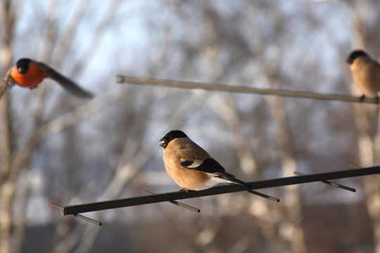 Bullfinches。冬季的一天