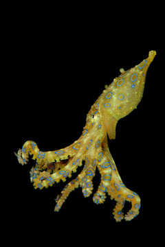 藍環(huán)章魚
