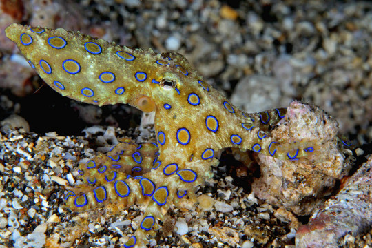 藍(lán)環(huán)章魚