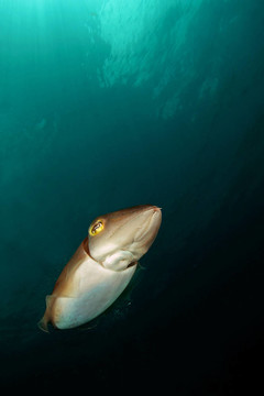 墨魚