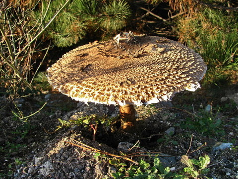 傘菇（Lepiota pro？R？）