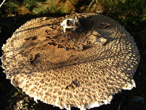 傘菇（Lepiota pro？R？）