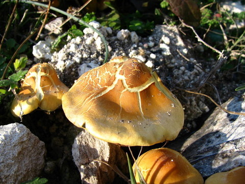 森林蘑菇