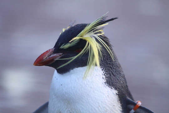 鳳冠企鵝