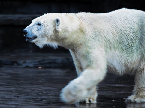 icebear