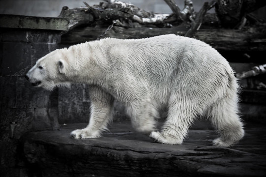 icebear