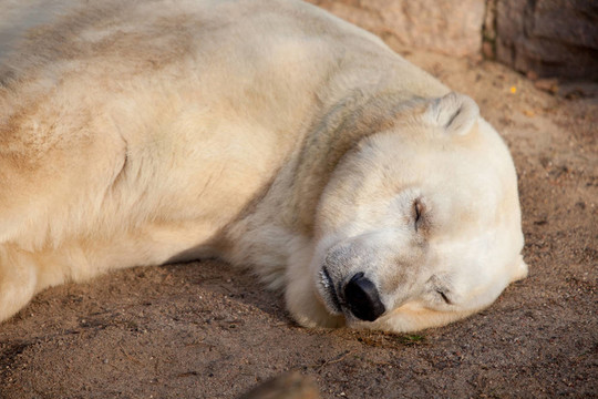 icebear