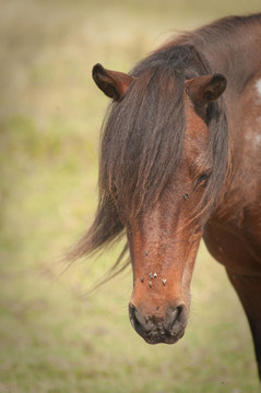 野馬