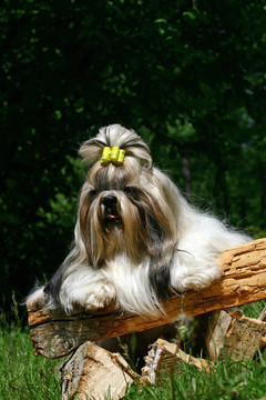 Shih Tzu