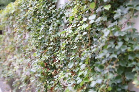 植物墻