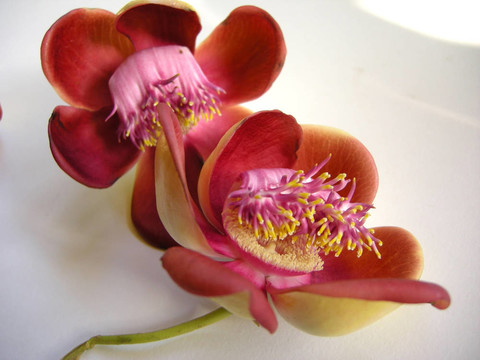 炮彈花四