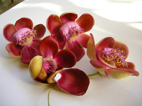 炮彈花六