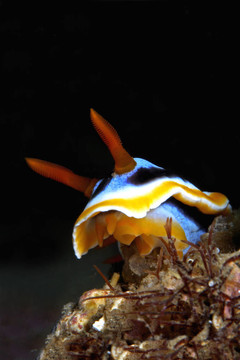 桃葉Chromodoris