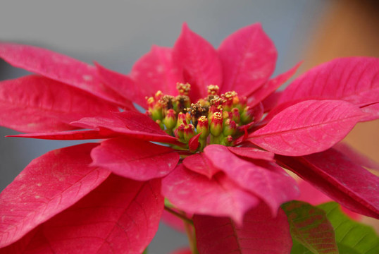 紅色的一品紅花卉圣誕