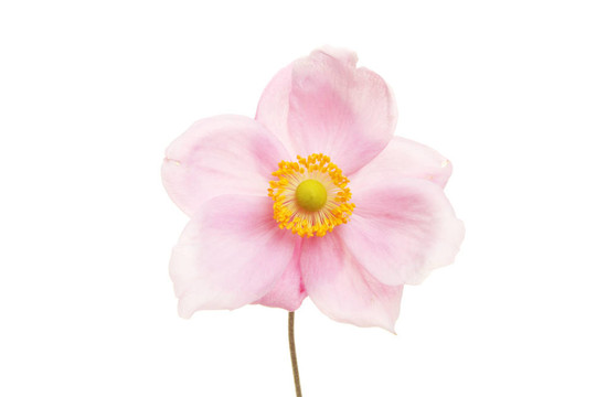 銀蓮花