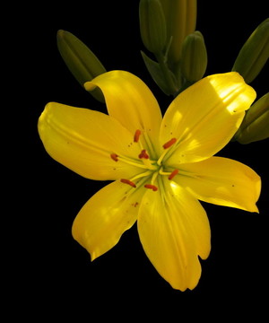 Yellow lily黑