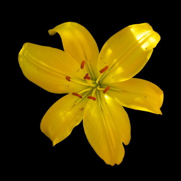 Yellow lily黑