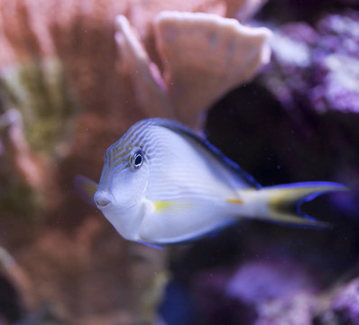 海洋水族魚缸