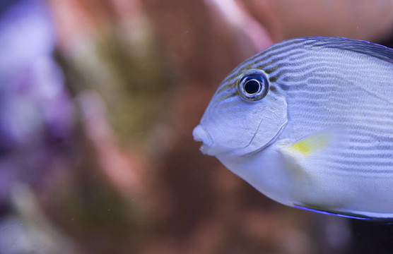 海洋水族魚缸