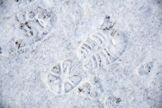 雪地里的腳印