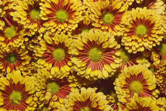 菊花