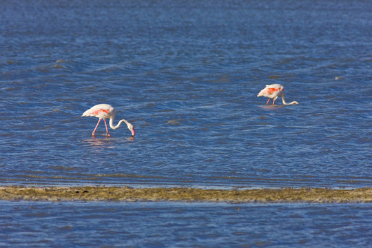火烈鳥；公園區(qū)域de Camargue；普羅旺斯；法國